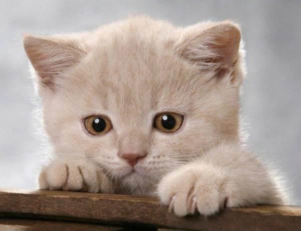 消消乐吃鸡手游 