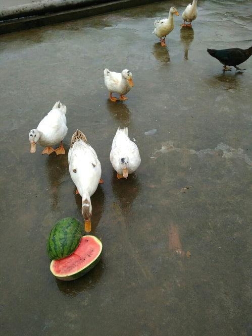 黑料吃瓜网apk普通安装 